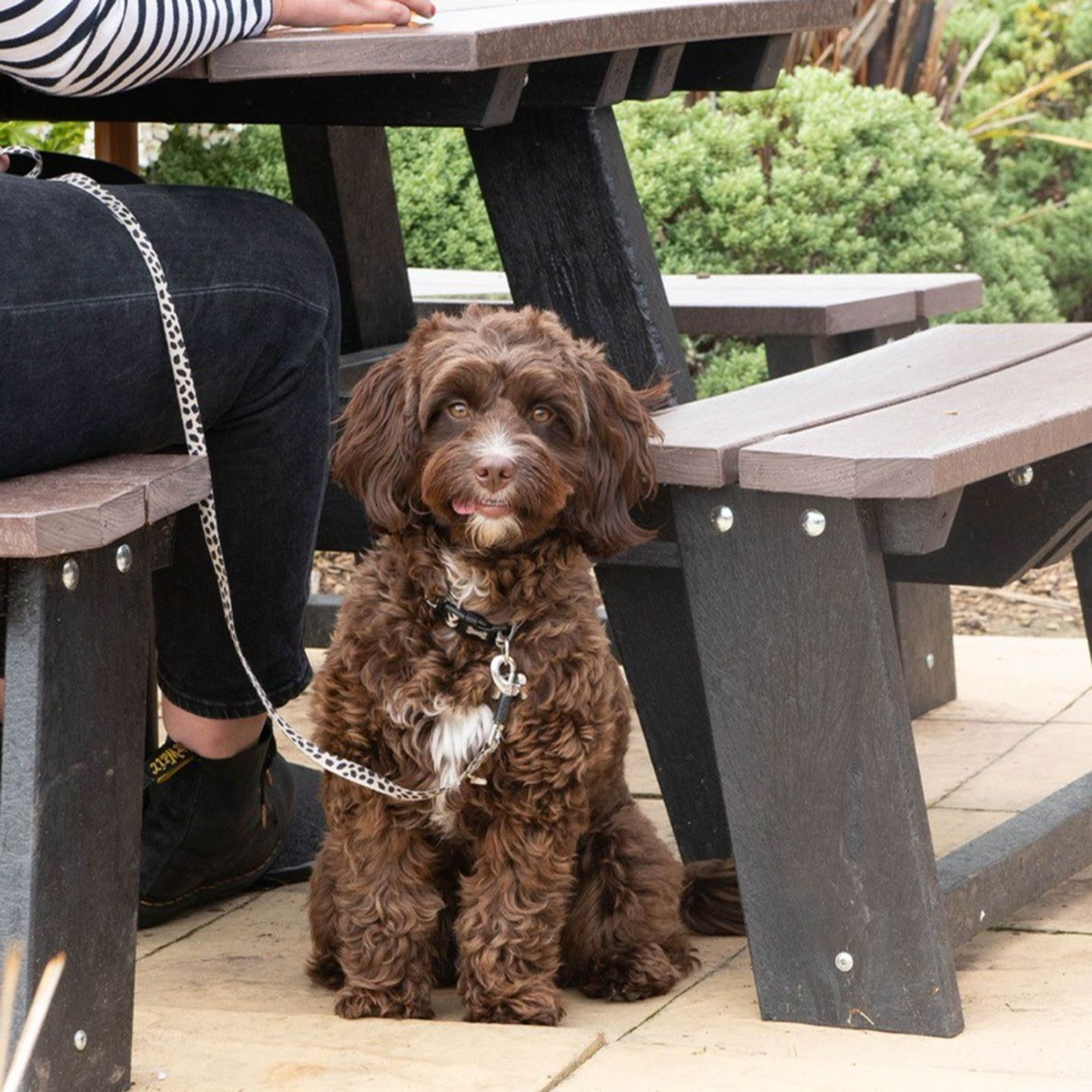 Your local dog friendly pub in Willenhall